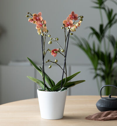 Gyllen orkidé i hvit potte